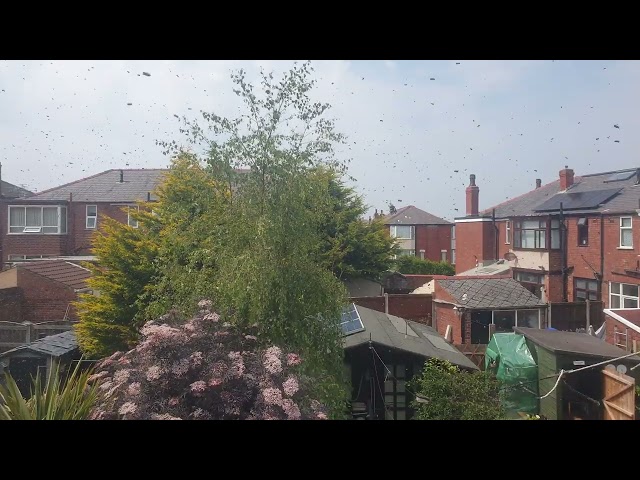 A swarm of bees popped by....