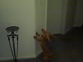 CRAZY WEINER DOG PISSED OFF AT THUMB TACK