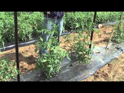 how to grow tomatoes in houston tx