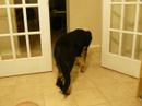 Taiko the Dog Vs Robbie the Lop Ear Rabbit Taiko the Dog Vs Robbie the Lop Ear Rabbit