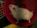piticli-en-accin.html