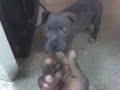 Scarface Blue Nose Pitbull...$lim Dog Scarface Blue Nose Pitbull...$lim Dog