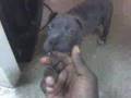 Scarface Blue Nose Pitbull   $lim Dog