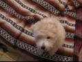 Kiba the doggy doggy dog