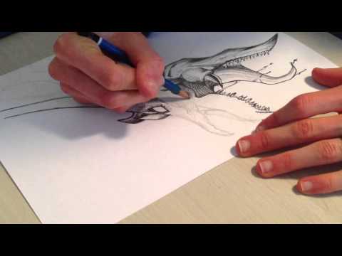 how to draw slifer the sky dragon