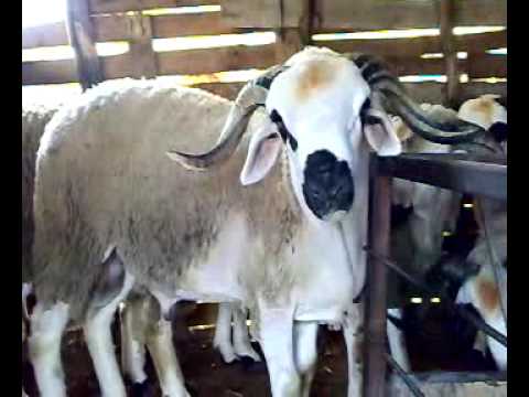 Mouton race sardi