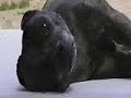 Worlds largest pit bull