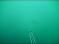 Spearfishing pollack  gopro hero 3 headcam
