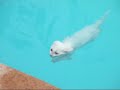 Swimming Cat Swimming Cat