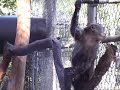 Run through the Jungle