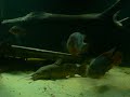 600g feeding time