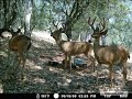 CRITTER CAM 2/ GAME CAMERA, CALAVERAS, CALIFORNIA CRITTER CAM 2/ GAME CAMERA, CALAVERAS, CALIFORNIA