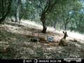 CRITTER CAM 2/ GAME CAMERA, CALAVERAS, CALIFORNIA