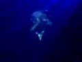 dj-shah-songbook-9-track-preview.html