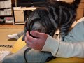 息子に甘えん坊猫(=^・^=) spoiled child cat for a son