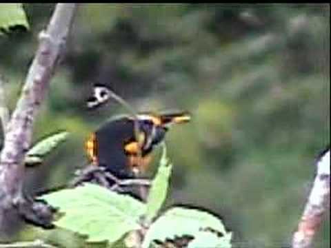 Baltimore Oriole