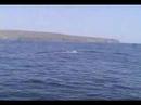 Documental ballena azul en chile