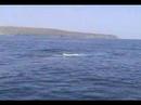 Documental ballena azul en chile