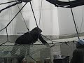 lili trapezium