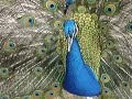 Peacock Love Peacock Love