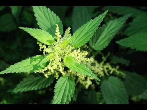 SURVIVAL - Brennnessel-Tee