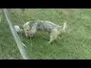 Perro pela coco