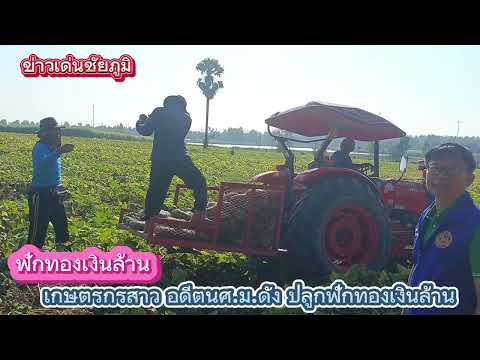 ฟักทองเงินล้าน ชมคลิป ชัยภูมิเกษตรกรสาวอดีตนศ.ม.ดังชาว อ.ซับใหญ่ พลิกชีวิตปลูกฟักทองขายปีล่ะล้าน