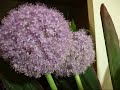 mysterious flowers mysterious flowers