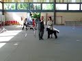 standard poodle show, caniche gigante exposicion