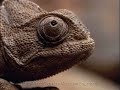Animales que narran