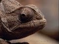 Animales que narran