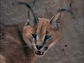Animales que narran