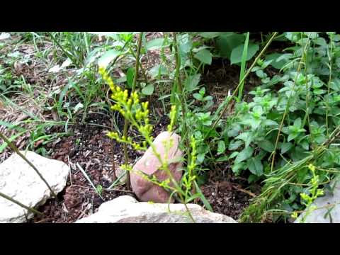how to transplant goldenrod