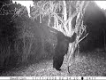 Black Bear under apple tree