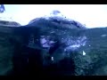 Penguin swimming