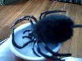 videos de Suicidal Spider