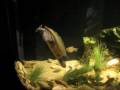 Terrapins