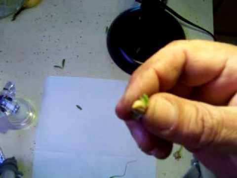 how to harvest petunia seeds