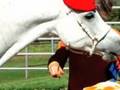 les chevaux et leur tripe lol