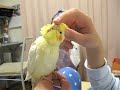 Click here to watch this video オカメインコはツンデレだよね？