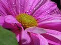 salpedi- Macro Photography-Part 5