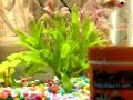 Goldfish Tank Update (new look and fish)