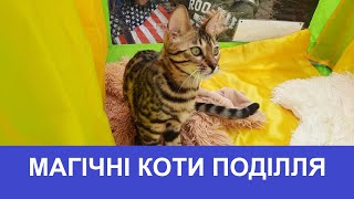 МАГІЧНІ КОТИ ПОДІЛЛЯ