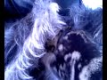 kitten suckling from male dog!!