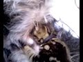 kitten suckling from male dog!!