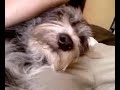 kitten suckling from male dog!!