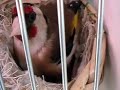 Darrrrek - Breeding carduelis major33