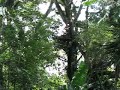 canopy tour jp