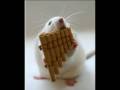 Pan Pipe Moods - Without You