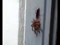 camel-spider.html